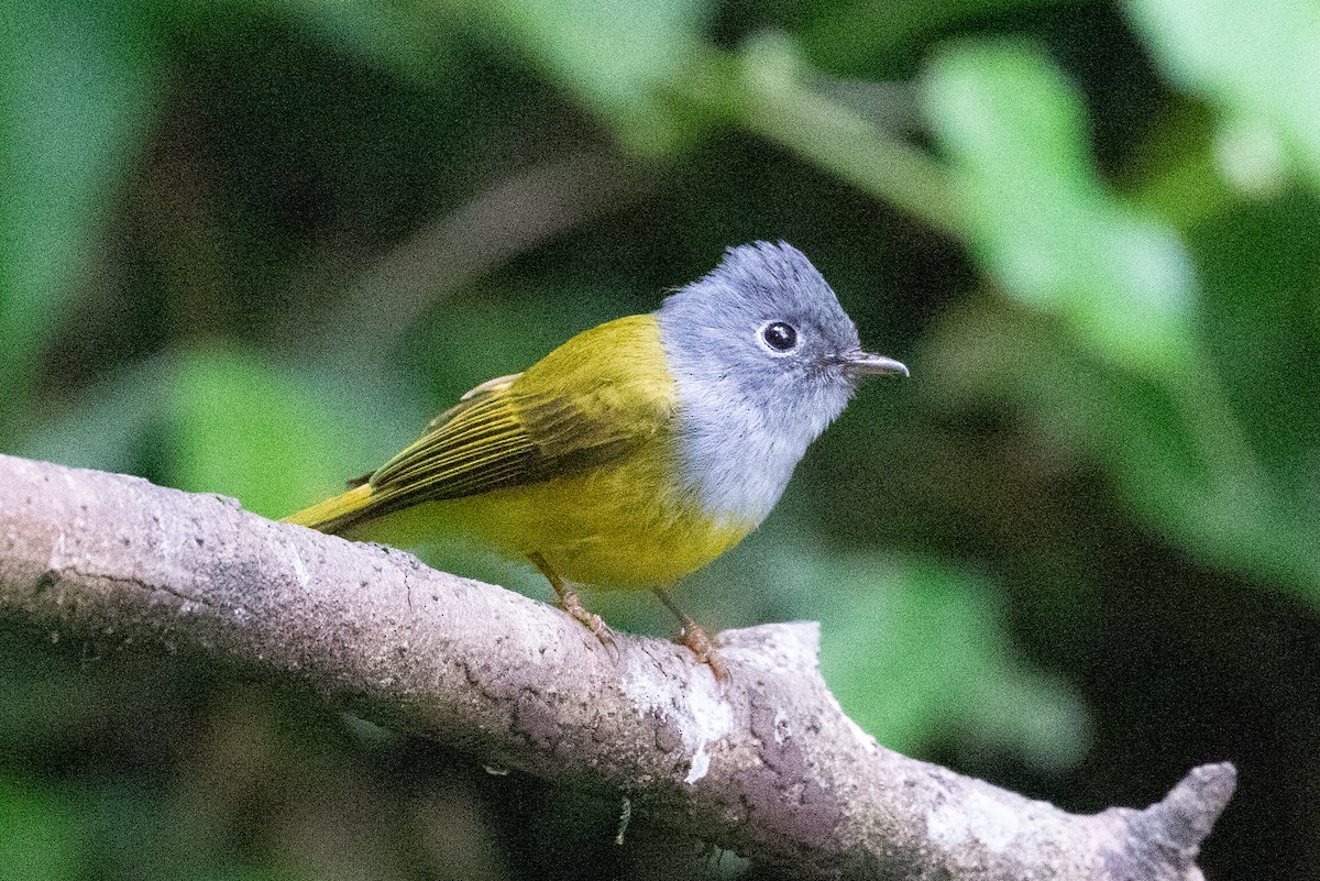 Gray-headed Canary-Flycatcher - ML618063338