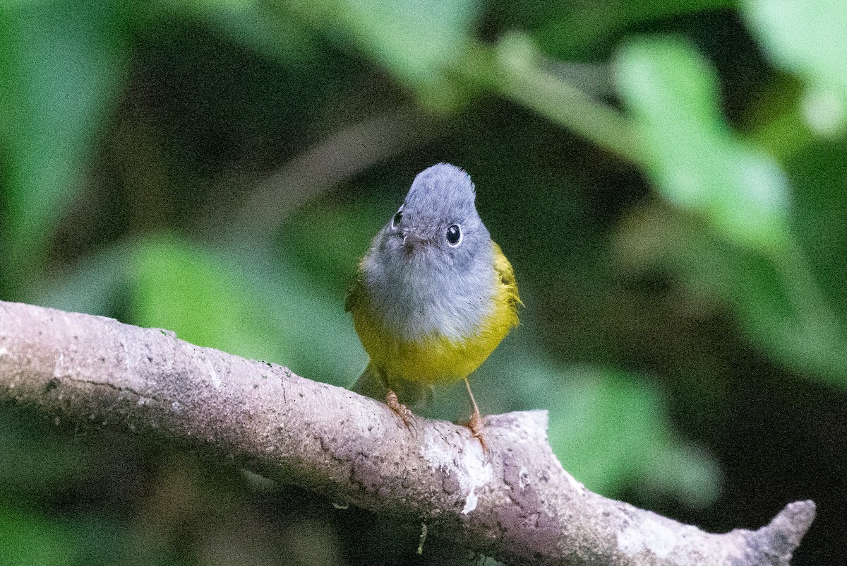 Gray-headed Canary-Flycatcher - ML618063339