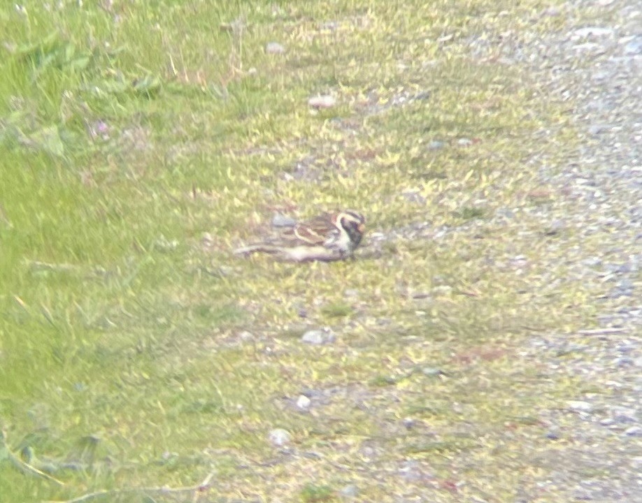 Lapland Longspur - ML618063355