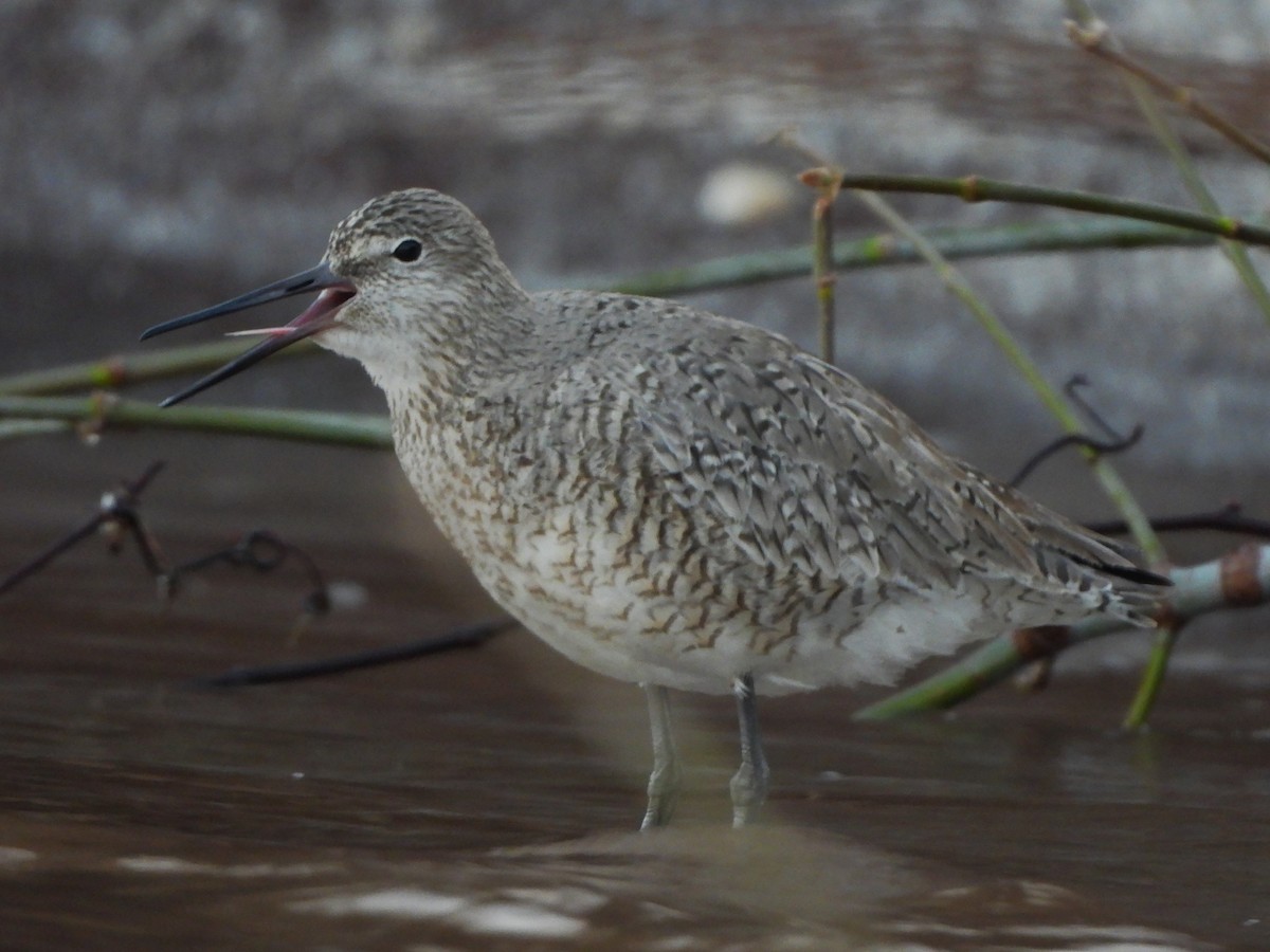 willetsnipe (inornata) - ML618063365