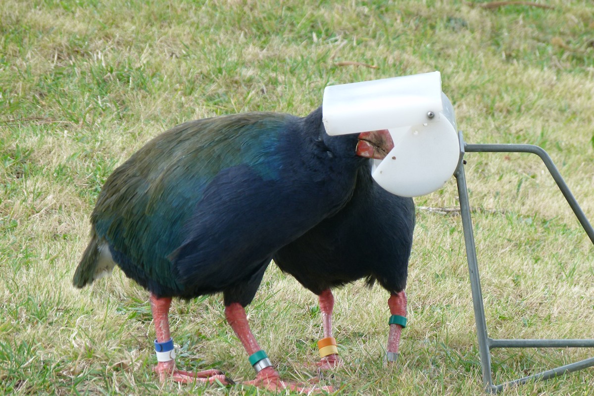 South Island Takahe - Elisa Fernandes-McDade