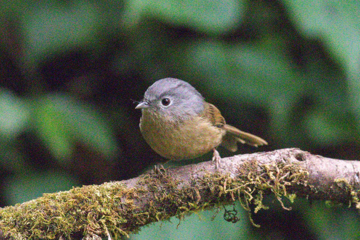 Yunnan Fulvetta - Xiaoni Xu