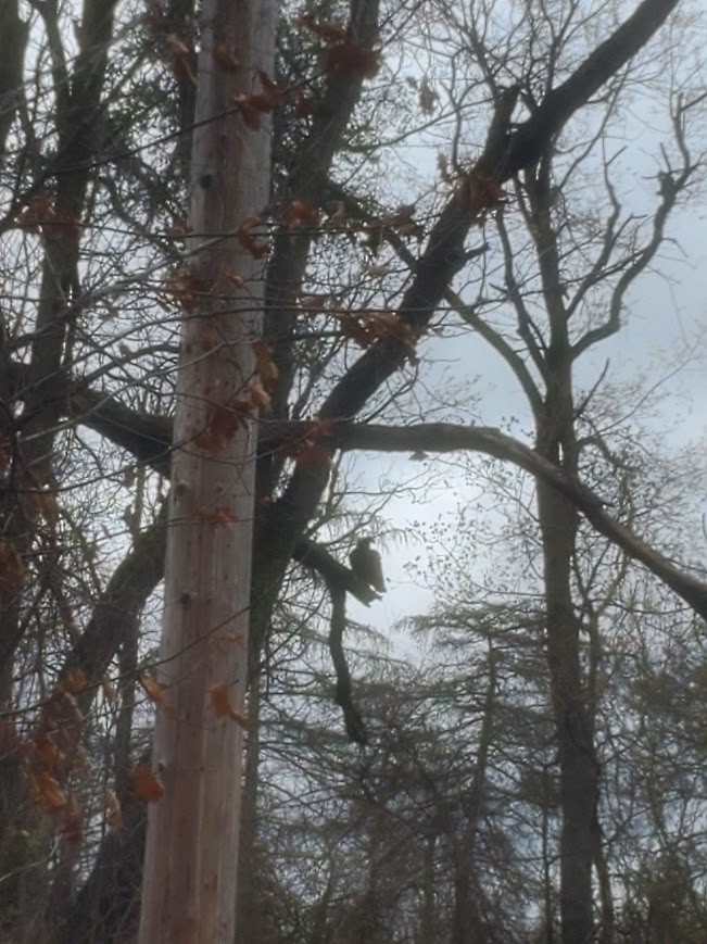 Turkey Vulture - ML618063398