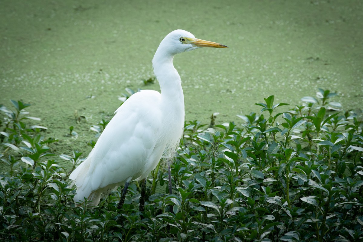 Plumed Egret - Trevor Evans