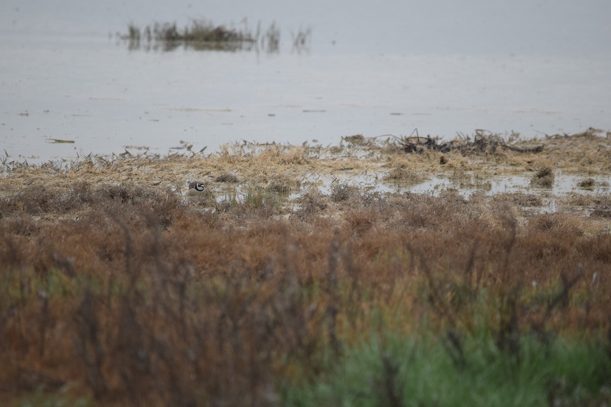 Semipalmated Plover - ML618063422