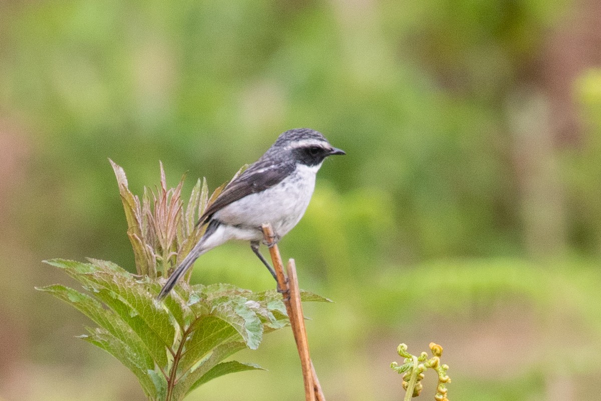 Gray Bushchat - ML618063448