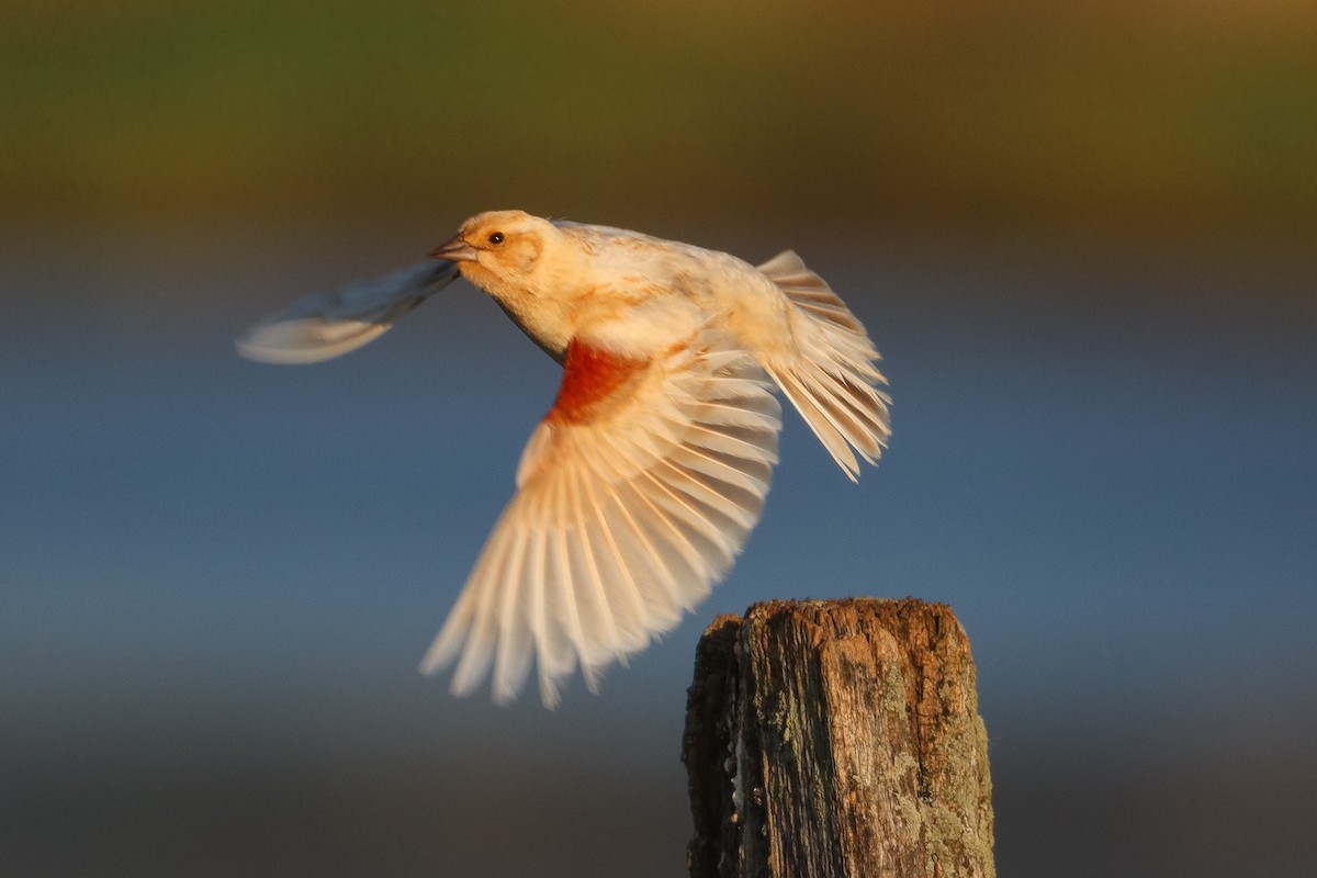 Red-winged Blackbird - ML618063450