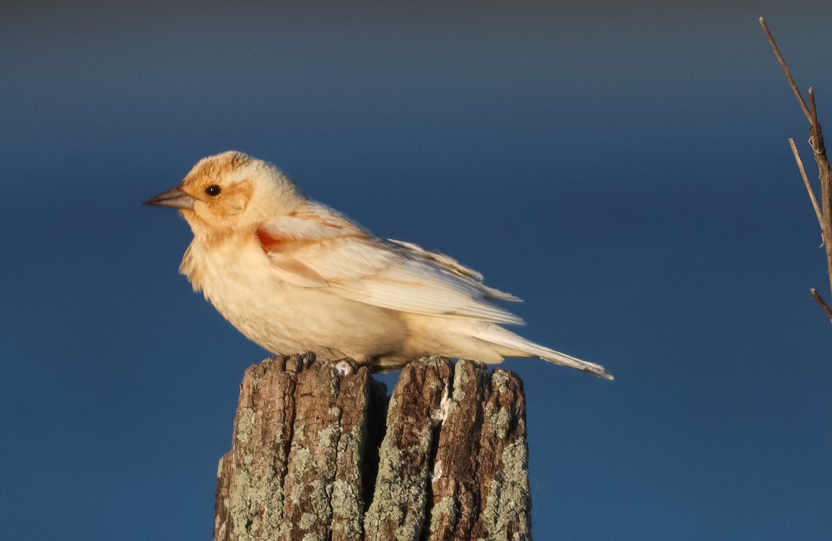 Red-winged Blackbird - ML618063451