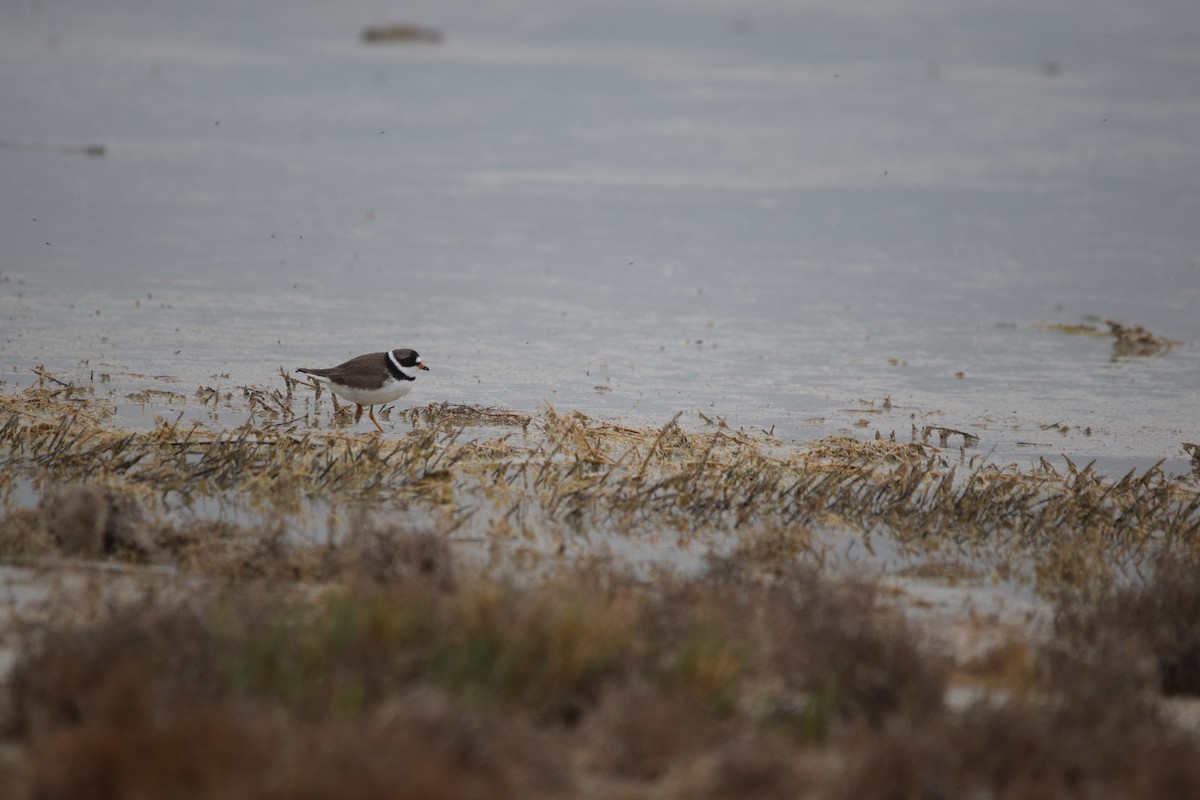 Semipalmated Plover - ML618063482