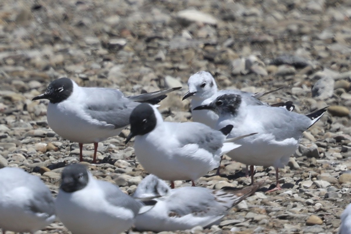 Bonaparte's Gull - Ann Stockert