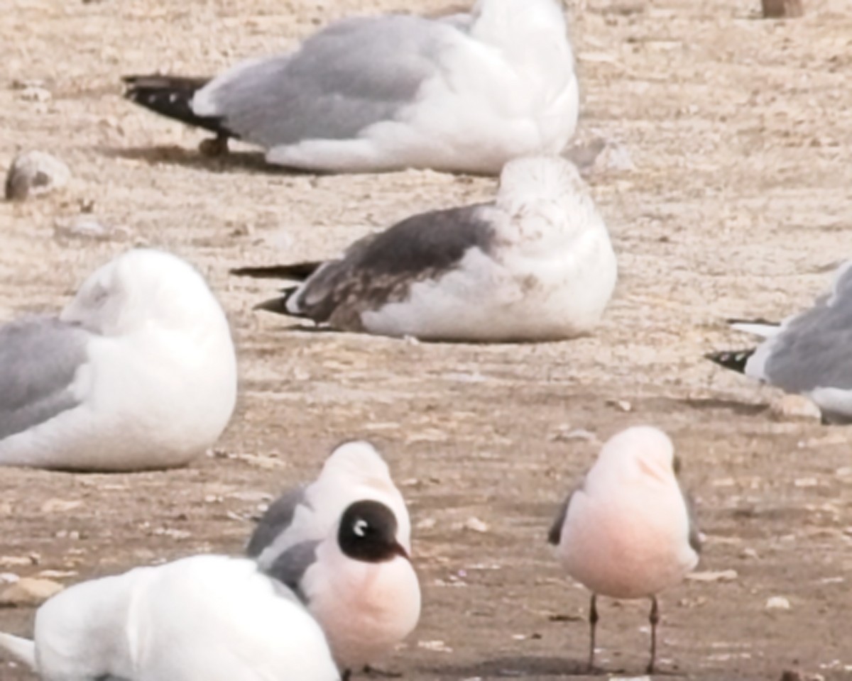 Lesser Black-backed Gull - ML618063496