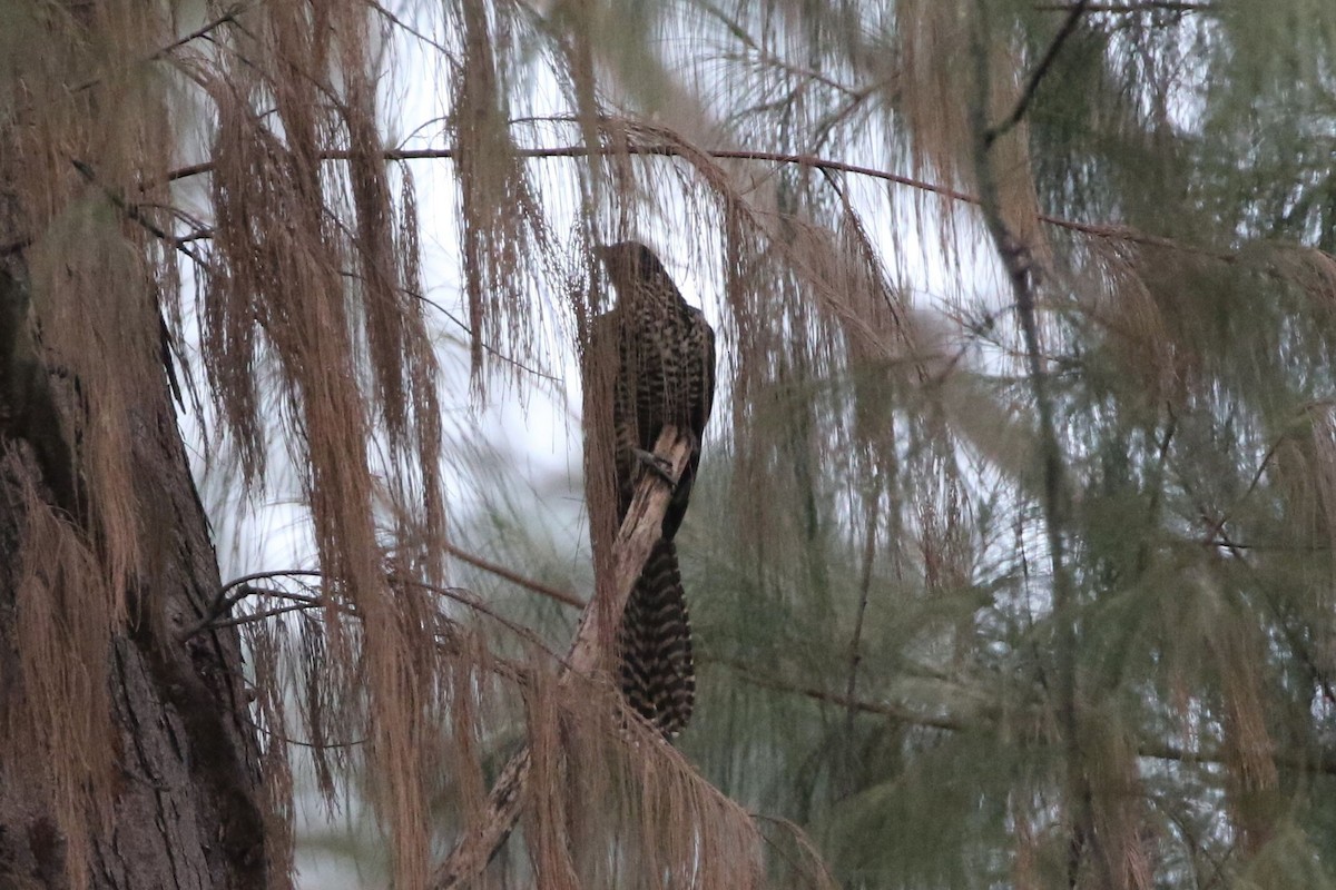 Asian Koel - ML618063499