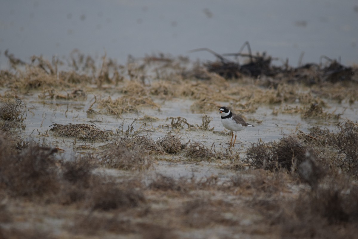 Semipalmated Plover - ML618063505