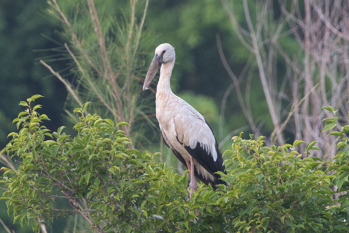 Asian Openbill - ML618063506