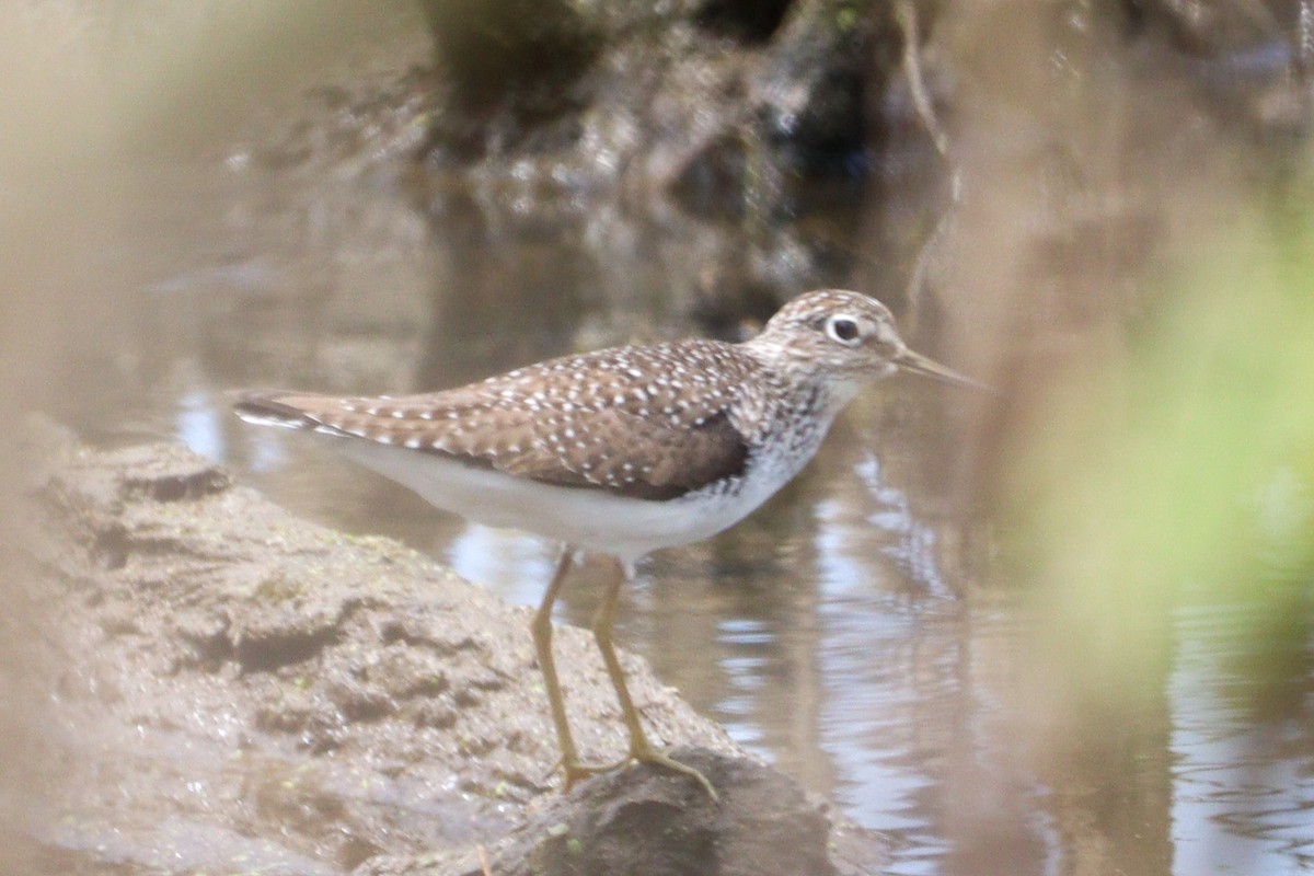 Solitary Sandpiper - ML618063508