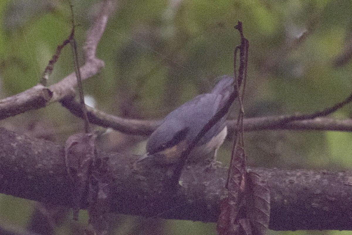 Chestnut-vented Nuthatch - ML618063515