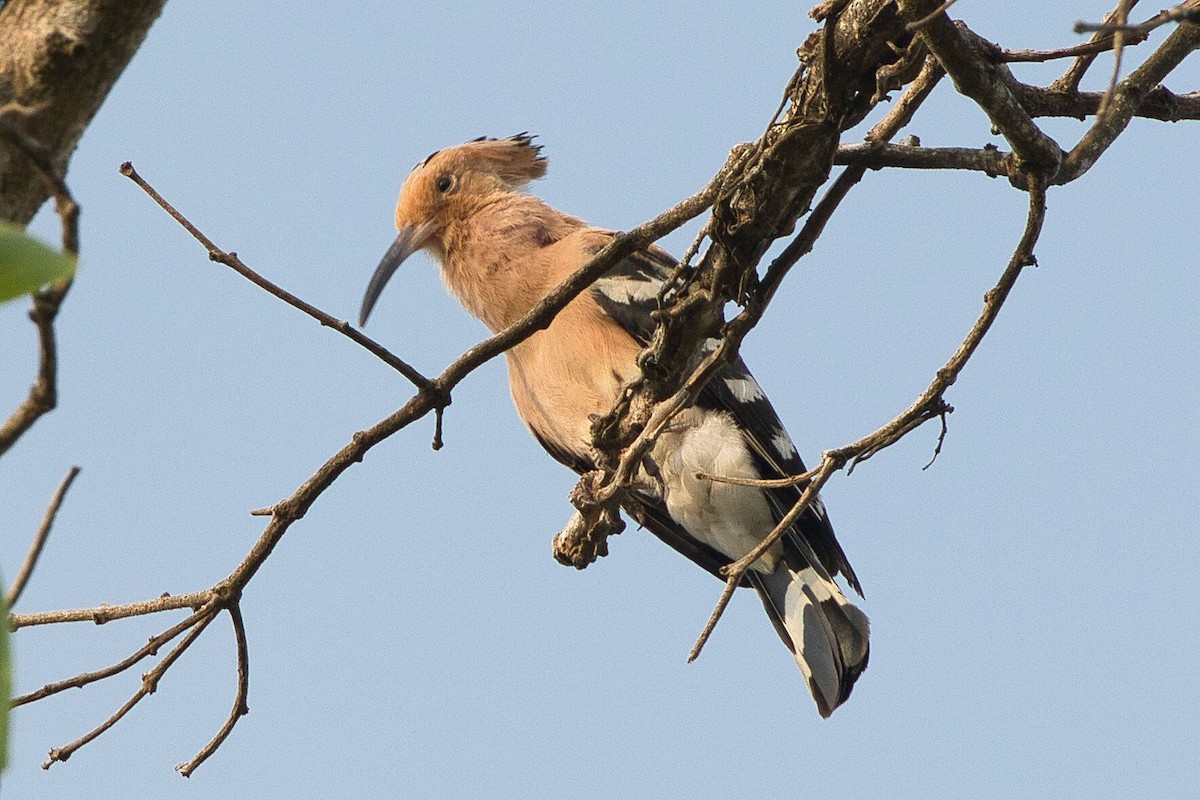 Eurasian Hoopoe - ML618063517