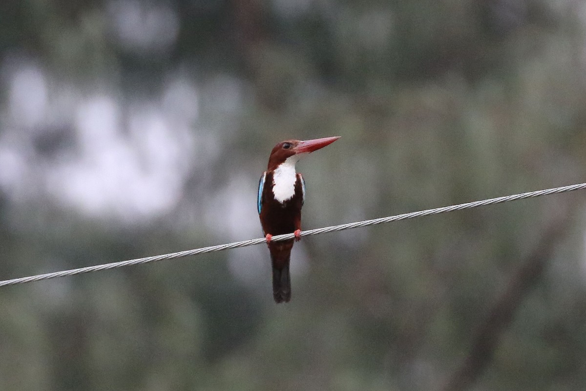 White-throated Kingfisher - ML618063522