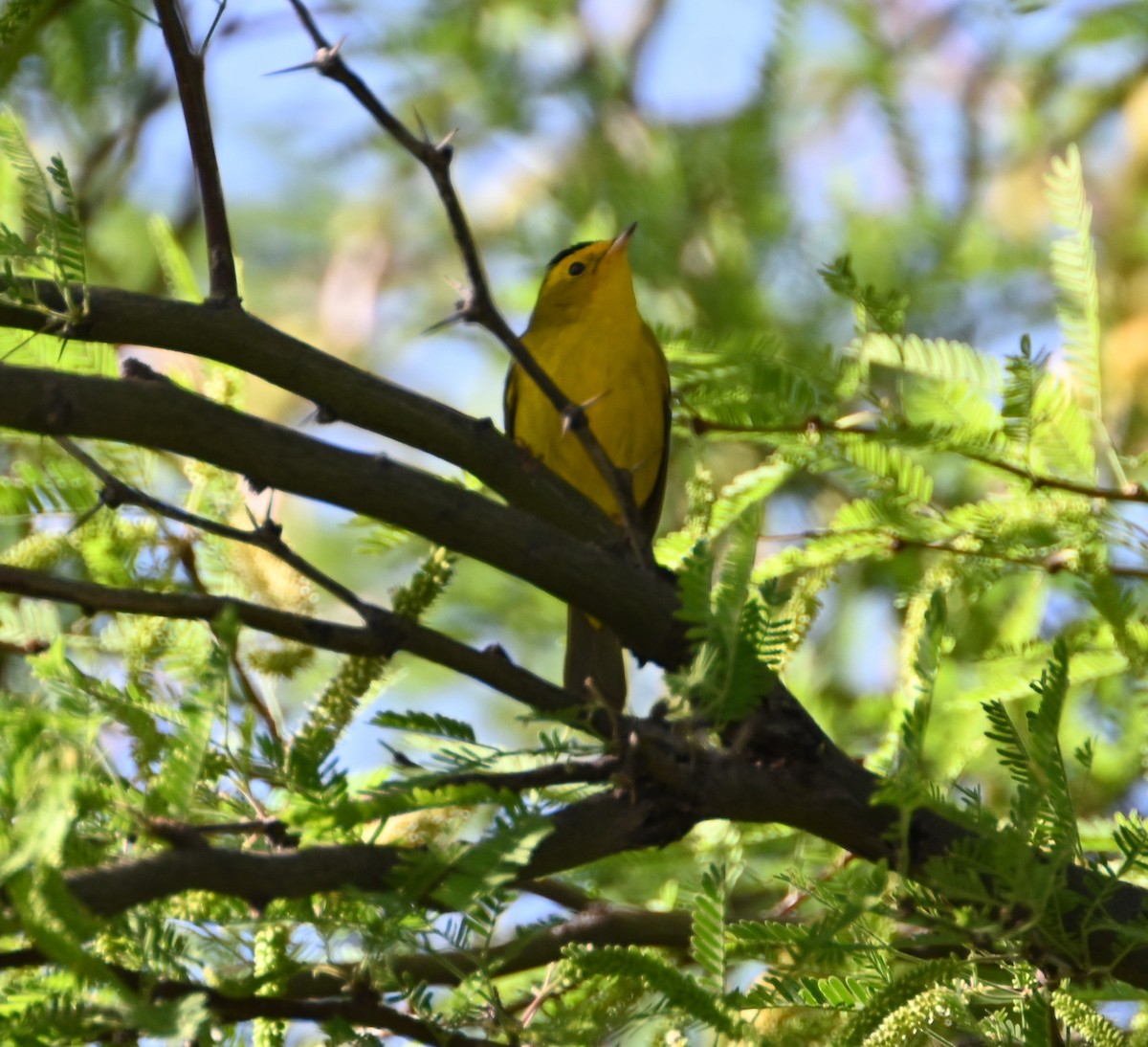 Wilson's Warbler - Bonda Sek