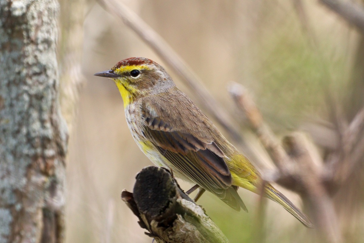 Palm Warbler - ML618063534