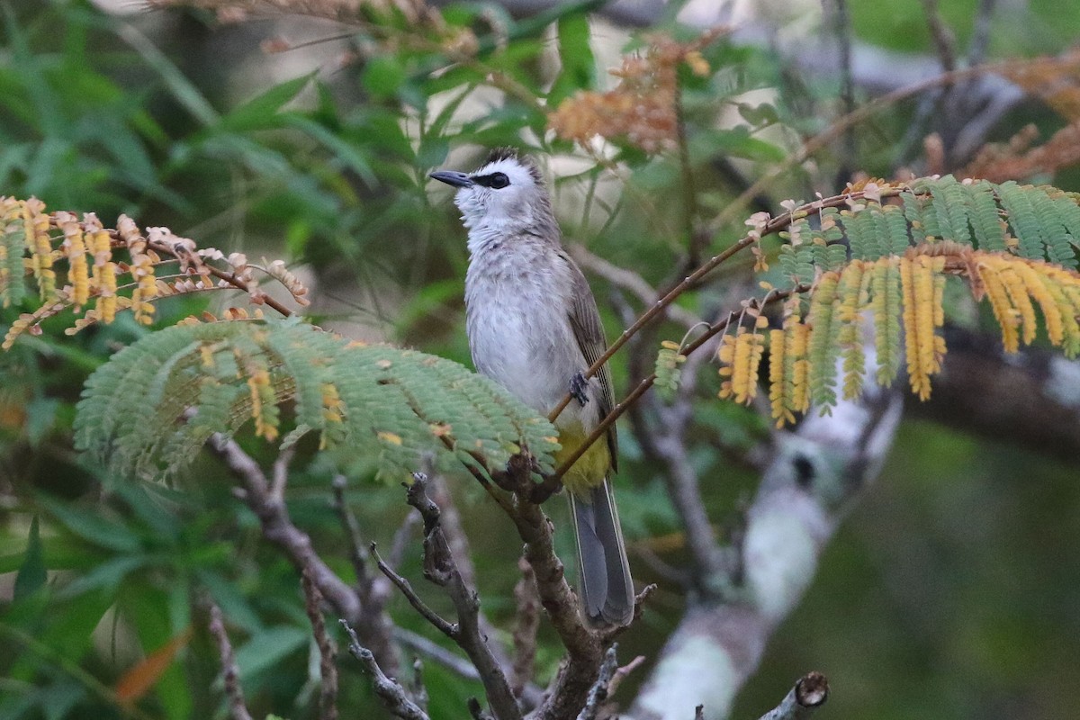 Yellow-vented Bulbul - Kevin Thomas