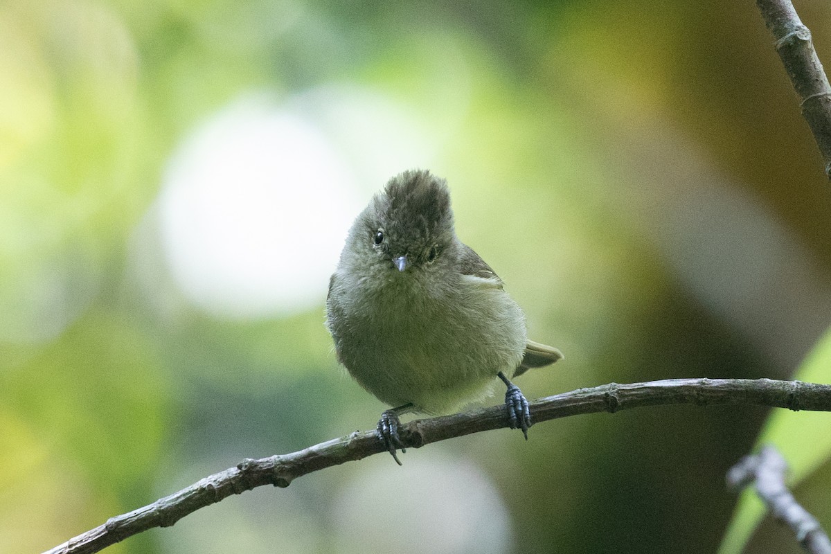 Yellow-browed Tit - ML618063594
