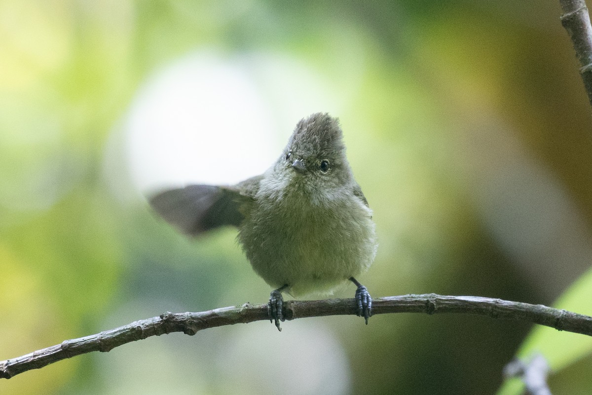 Yellow-browed Tit - ML618063595