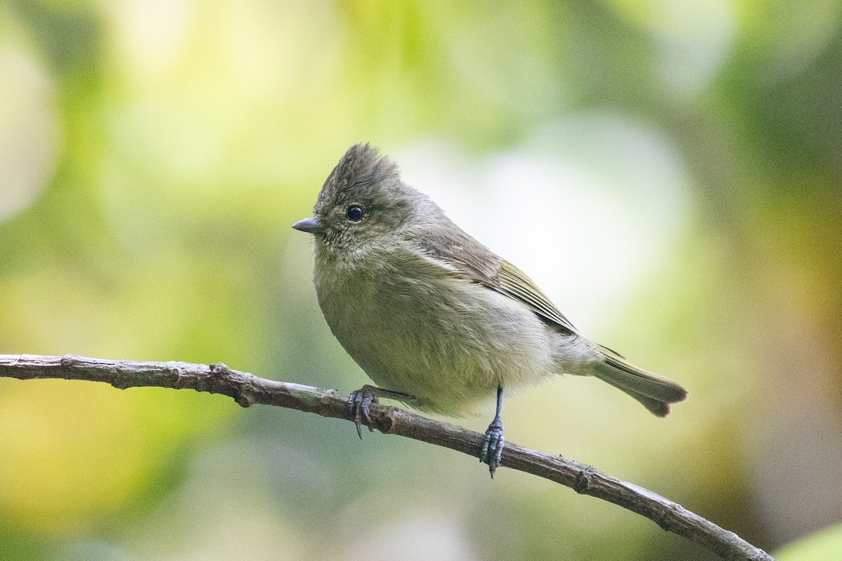 Yellow-browed Tit - ML618063597