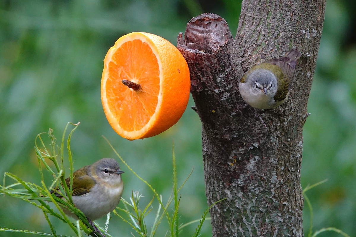 Tennessee Warbler - Dilka Murtazina