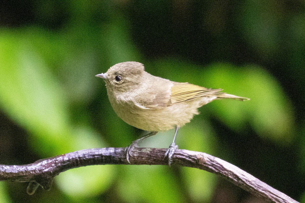 Yellow-browed Tit - ML618063603