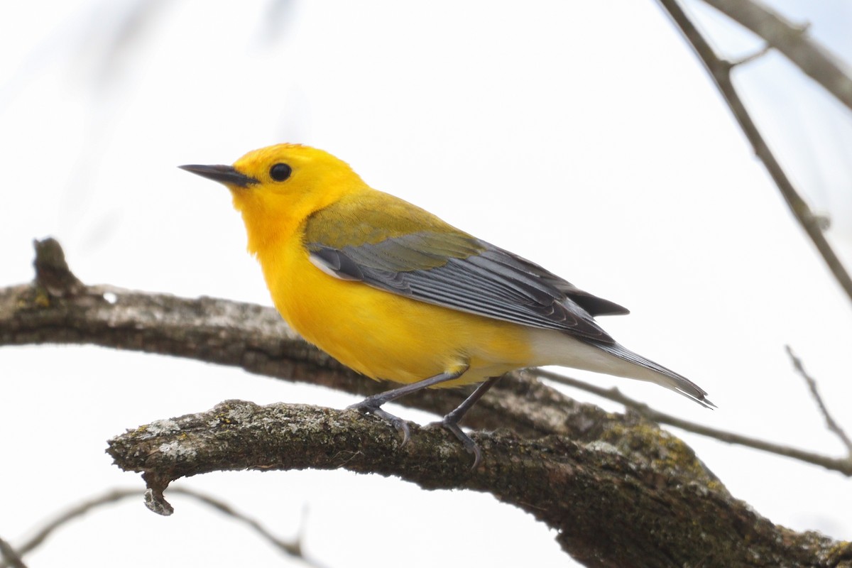 Prothonotary Warbler - ML618063621