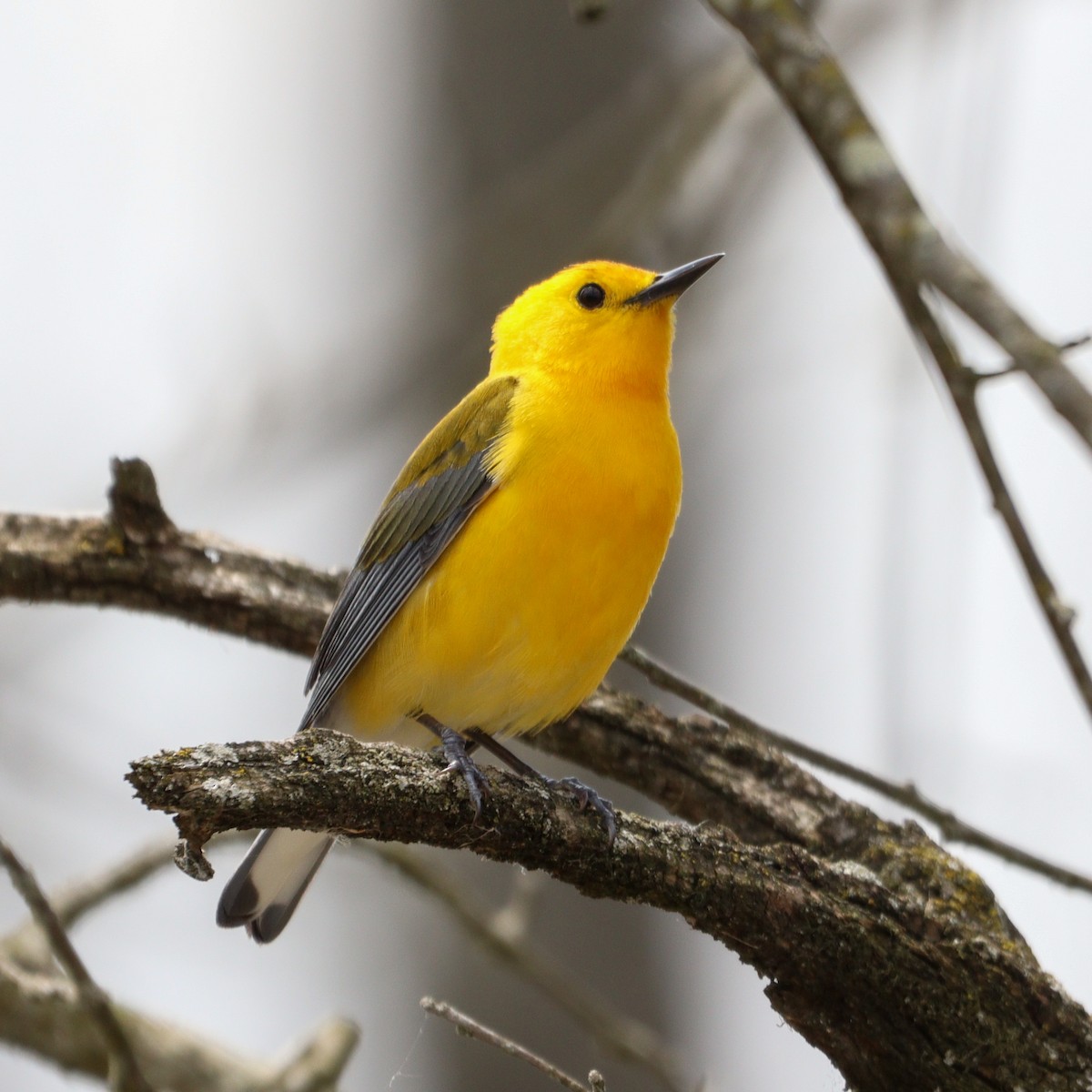 Prothonotary Warbler - Jethro Raber