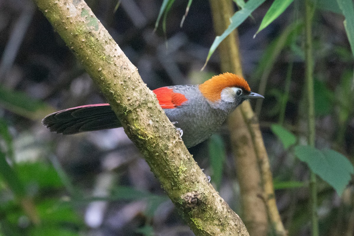 Red-tailed Laughingthrush - ML618063631