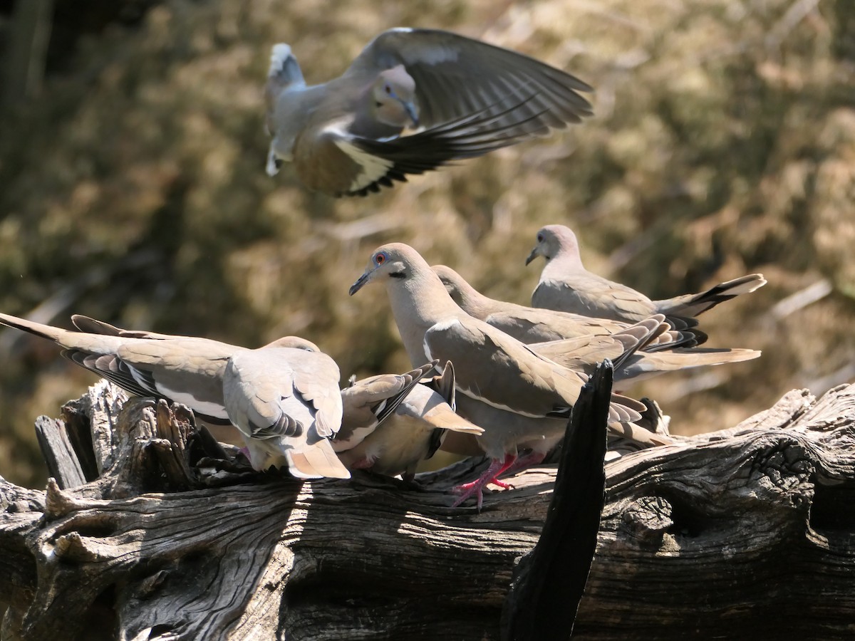 White-winged Dove - Stephanie  Hess