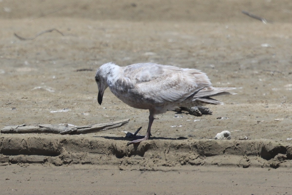 Glaucous-winged Gull - Ann Stockert