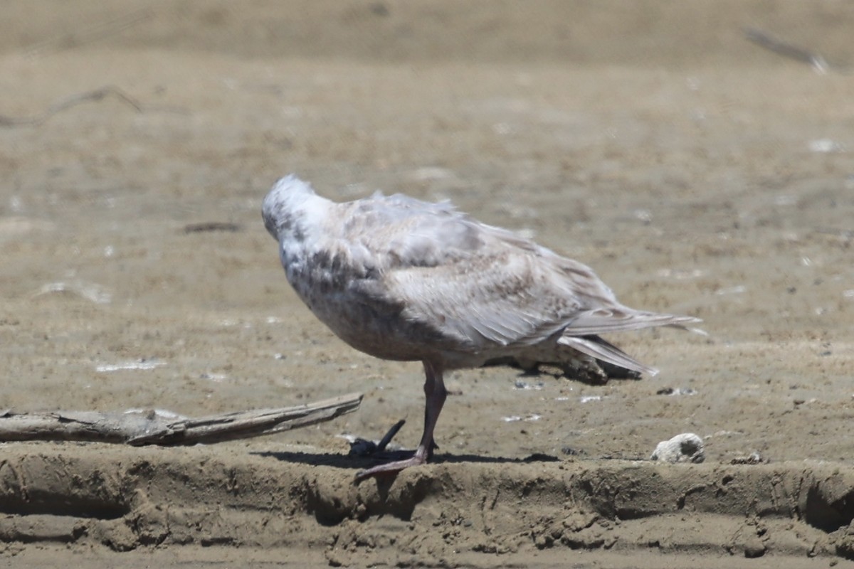 Glaucous-winged Gull - Ann Stockert