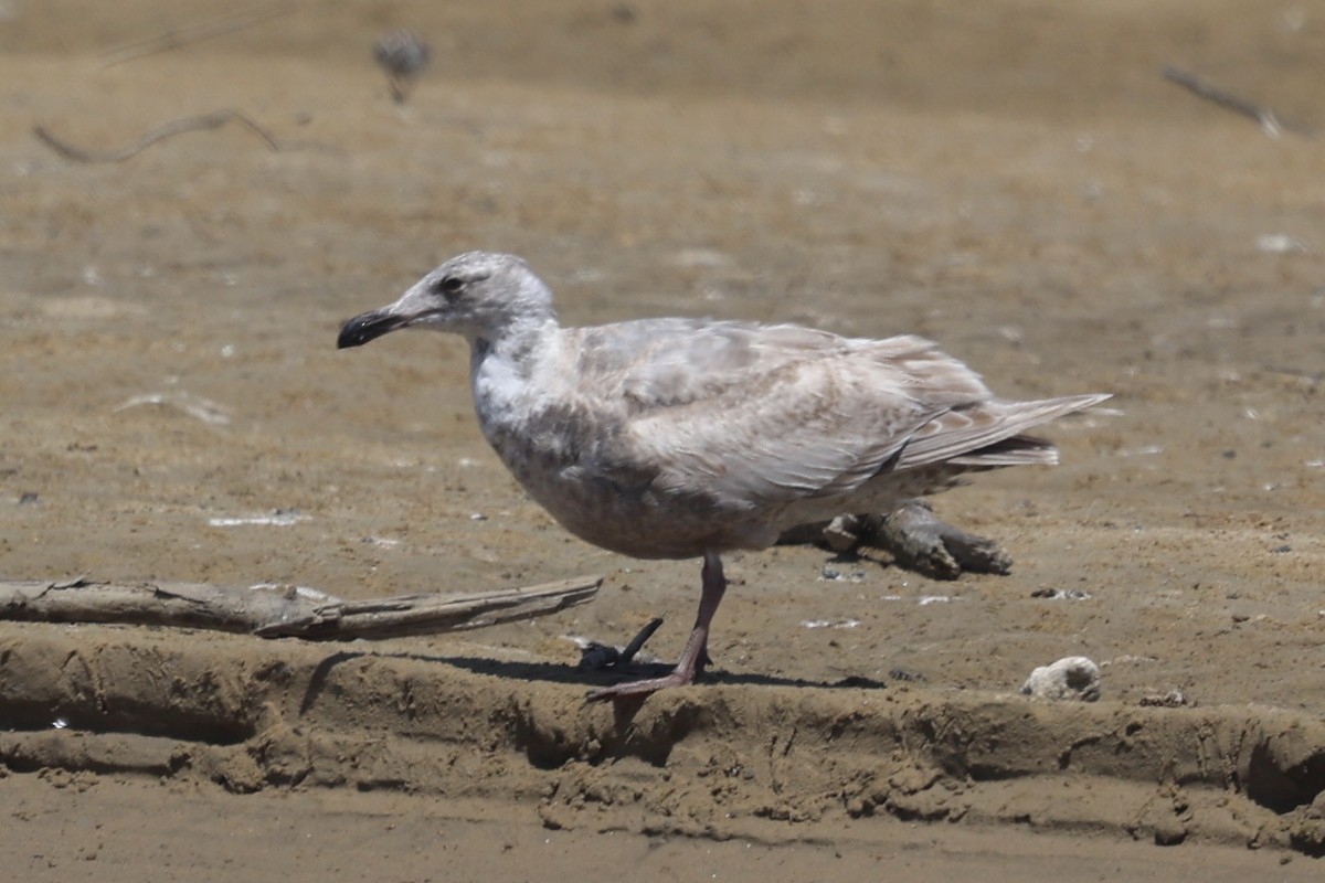 Glaucous-winged Gull - ML618063659