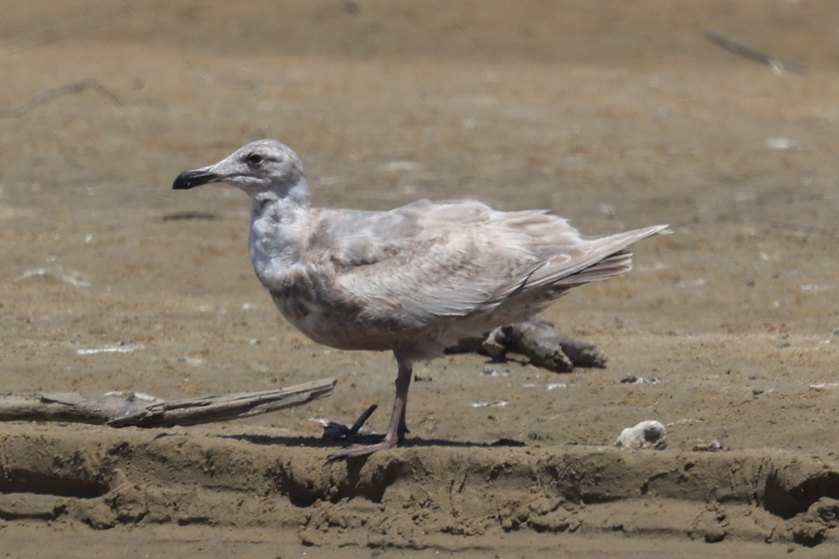 Glaucous-winged Gull - Ann Stockert