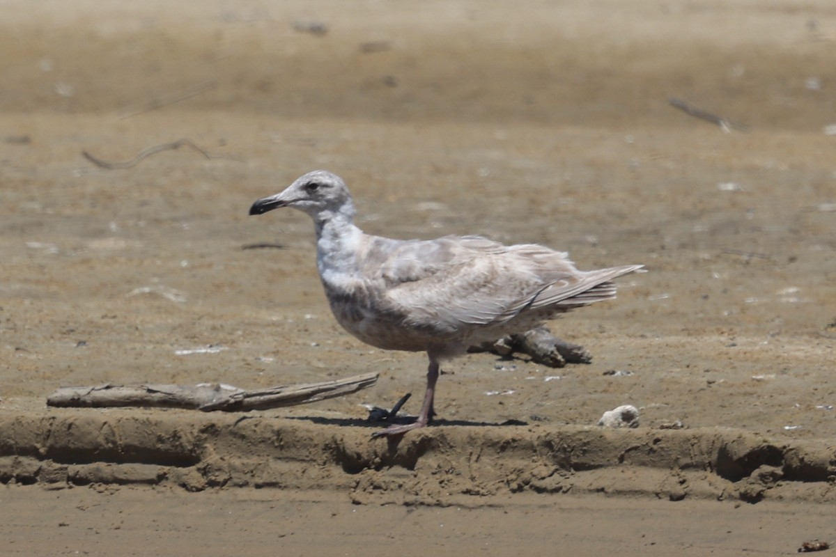 Glaucous-winged Gull - Ann Stockert