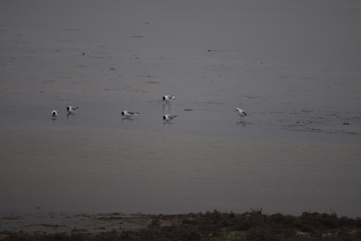 Bonaparte's Gull - Annie Beckstrand