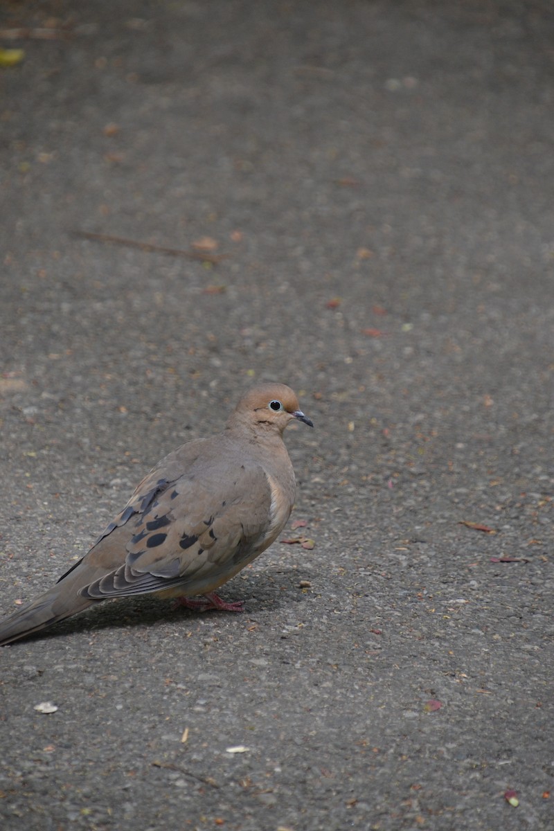 Mourning Dove - ML618063680