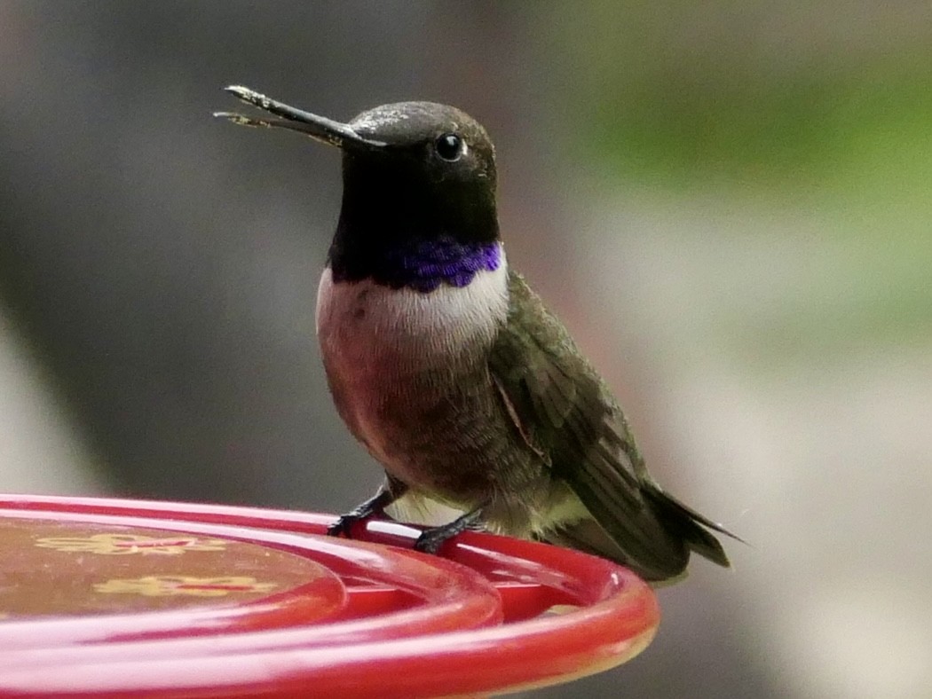 Colibri à gorge noire - ML618063681