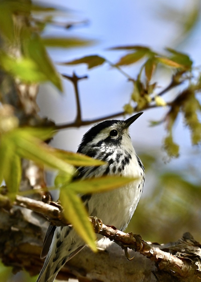 Black-and-white Warbler - ML618063689