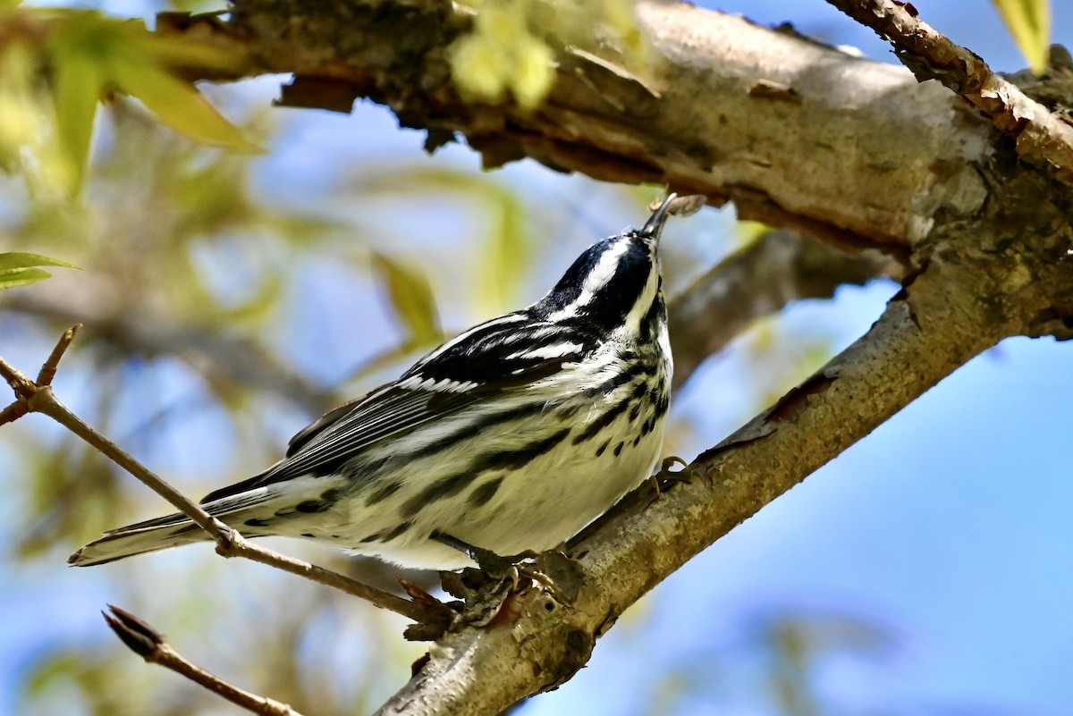 Black-and-white Warbler - ML618063690