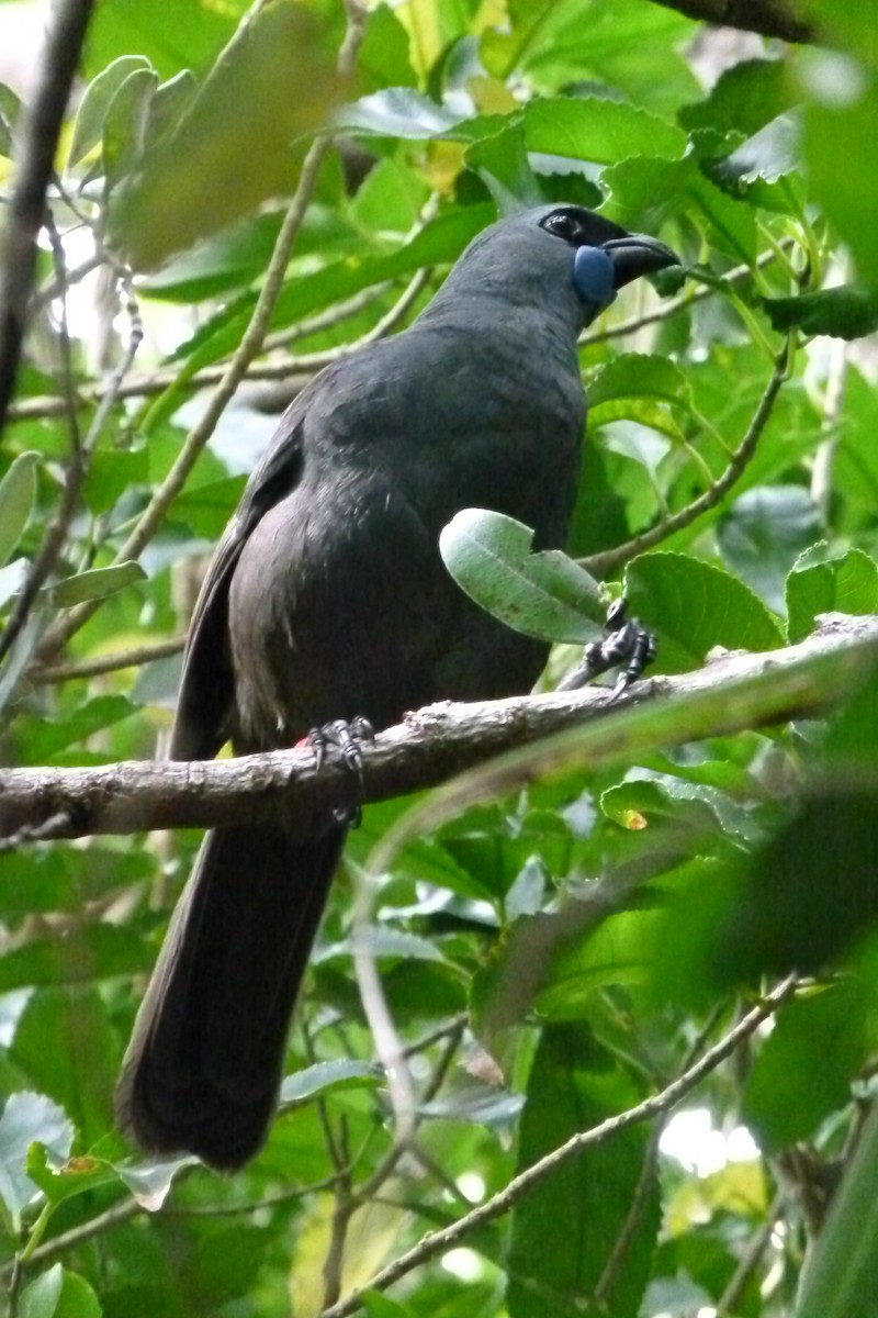 North Island Kokako - ML618063705