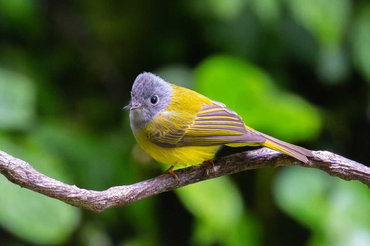 Gray-headed Canary-Flycatcher - ML618063707