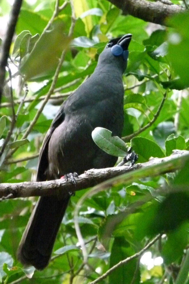 North Island Kokako - ML618063708