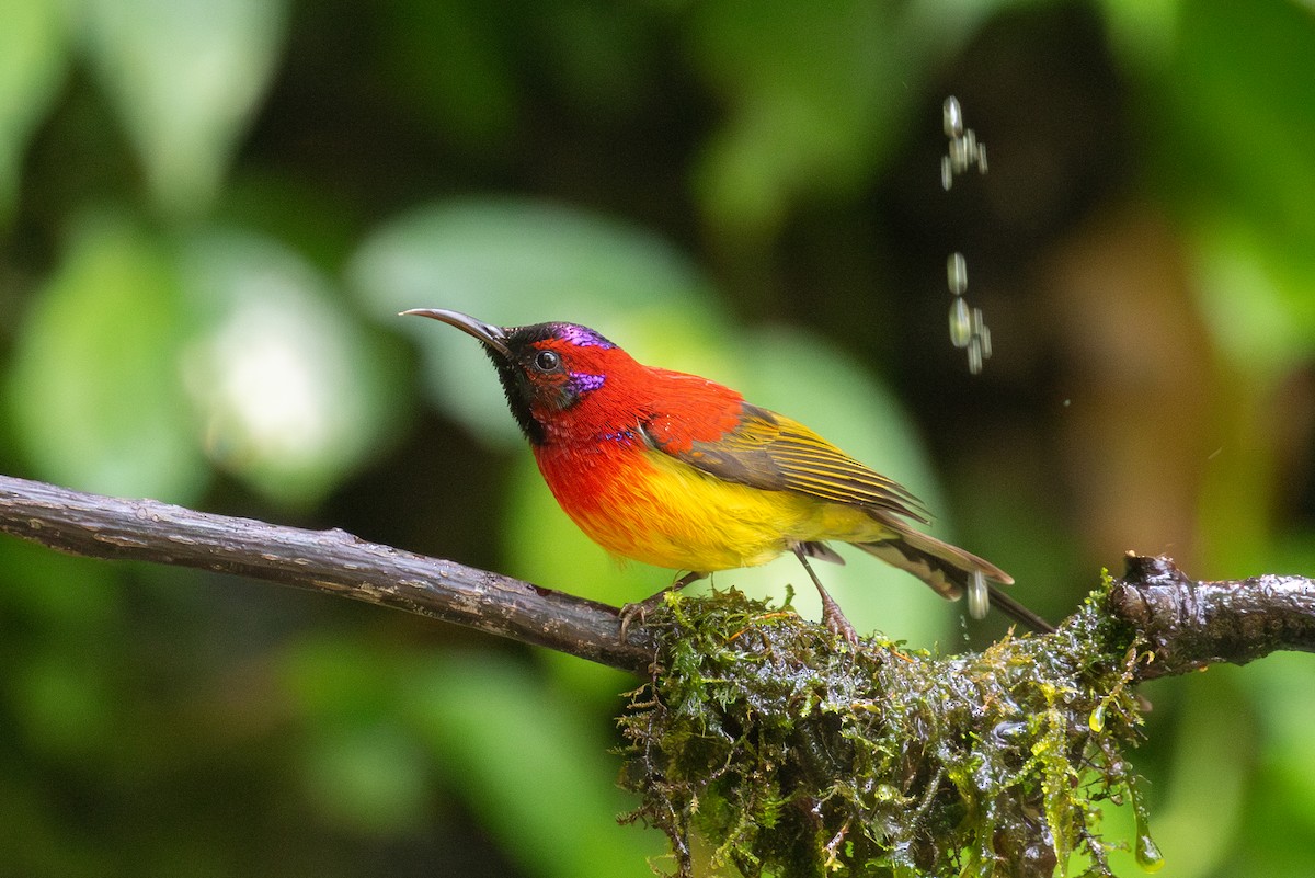 Mrs. Gould's Sunbird (Scarlet-breasted) - Xiaoni Xu