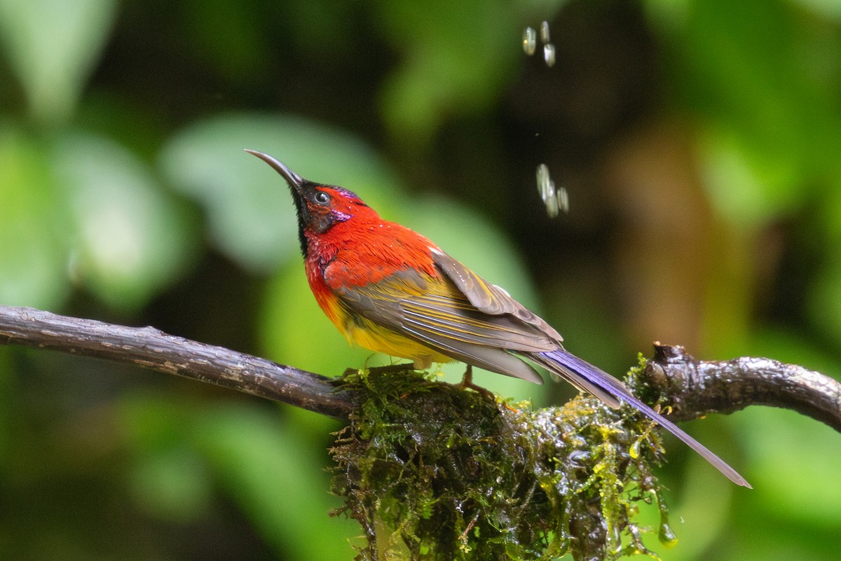 Mrs. Gould's Sunbird (Scarlet-breasted) - Xiaoni Xu