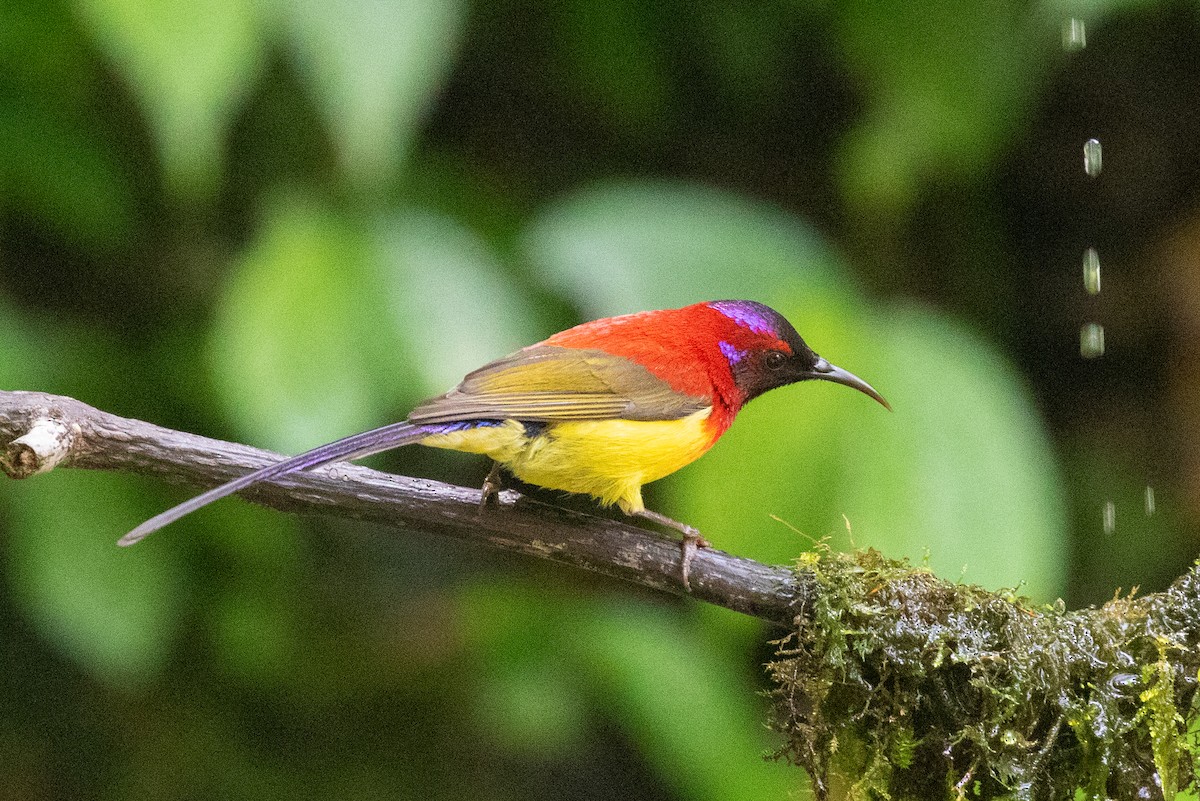 Mrs. Gould's Sunbird (Scarlet-breasted) - ML618063720